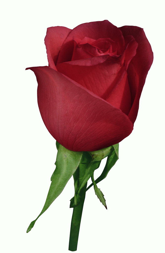 Boboc de trandafir rosu cu ondula marginile petalele.