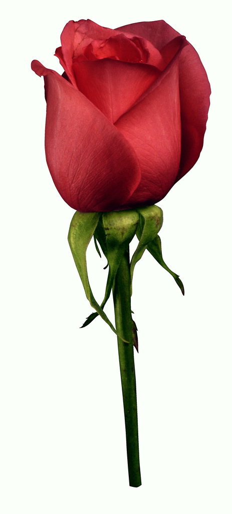 Црвена ружа са округлих рубова усталасати латица.