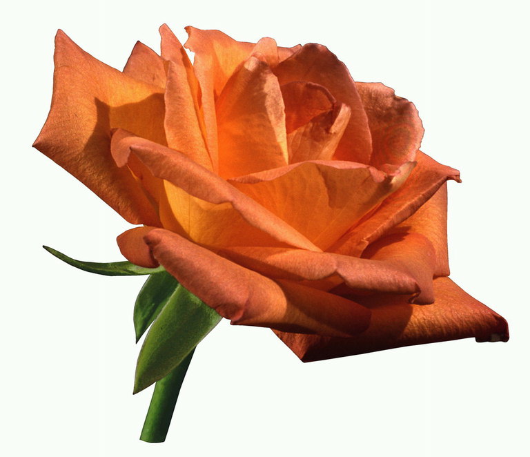 Bud oranssin ruusuja lyhyen osuudella.