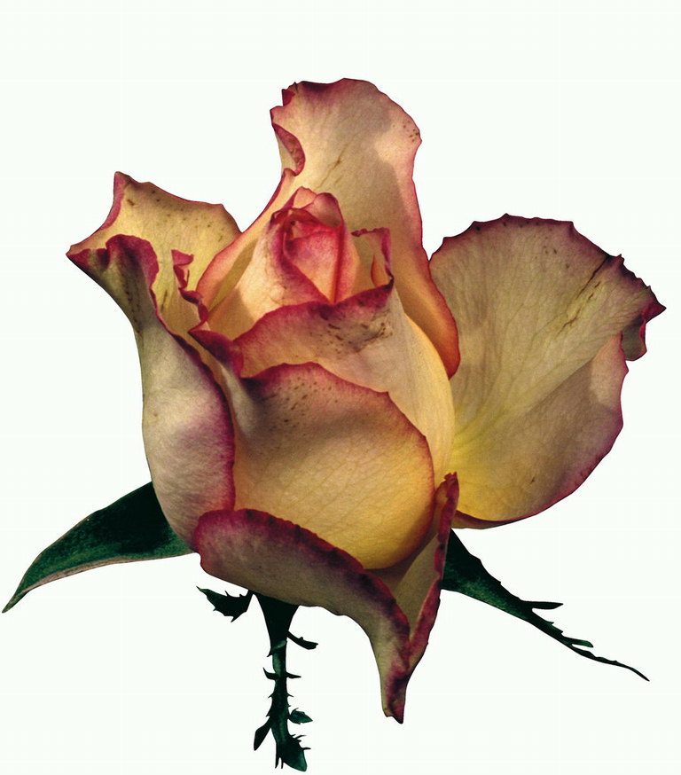 Роза кирпичного цвета с красными краями лепестков.
