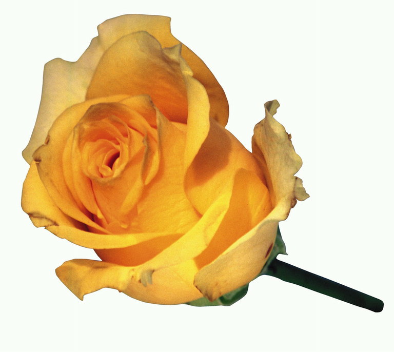 Bud κίτρινων τριαντάφυλλα σε σύντομο πόδι.