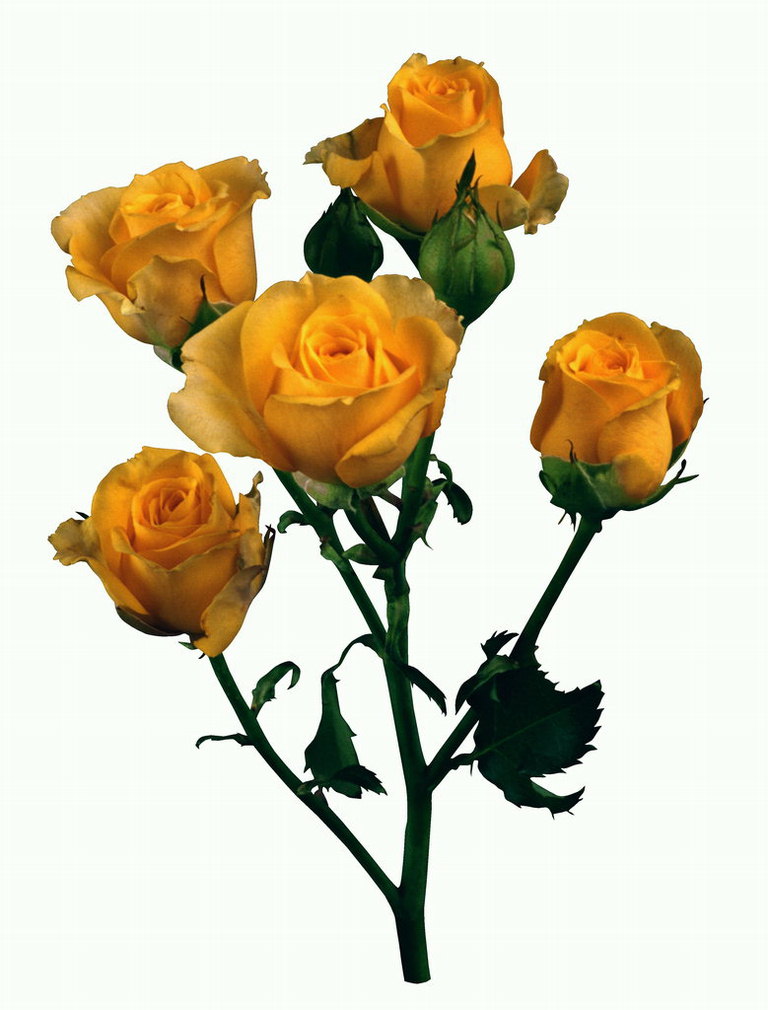 Ветка оранжевой розы, с волнистыми краями.