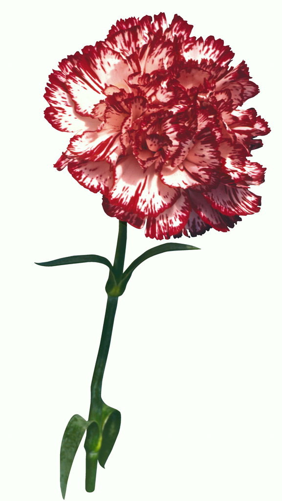 Hoa cẩm chướng trắng với màu đỏ petals fibrous cạnh.