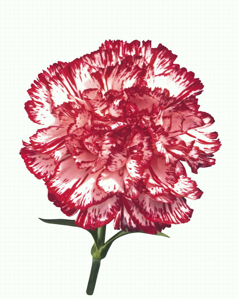 Carnation rdeča in bela.