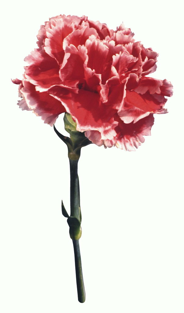 Hoa hoa cẩm chướng.