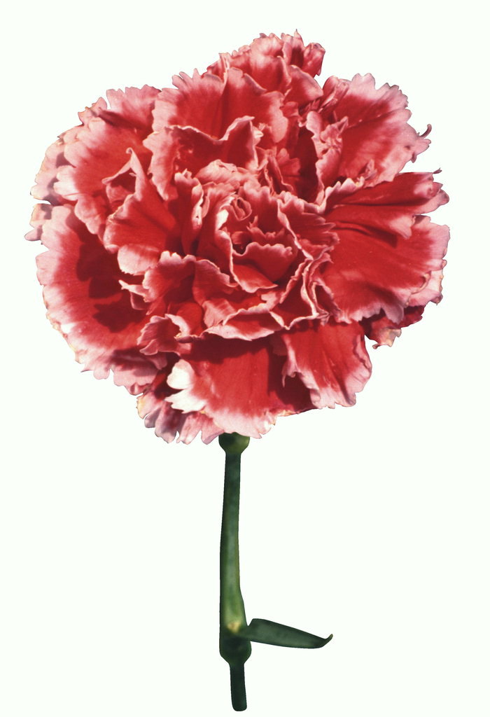 Carnation sarkans ar rozā malās viļņains.