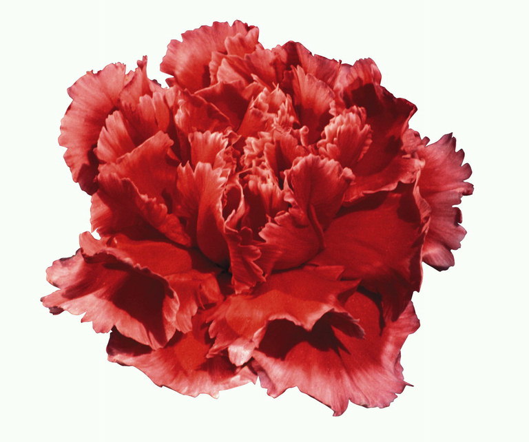 Bud of flame-red carnations.