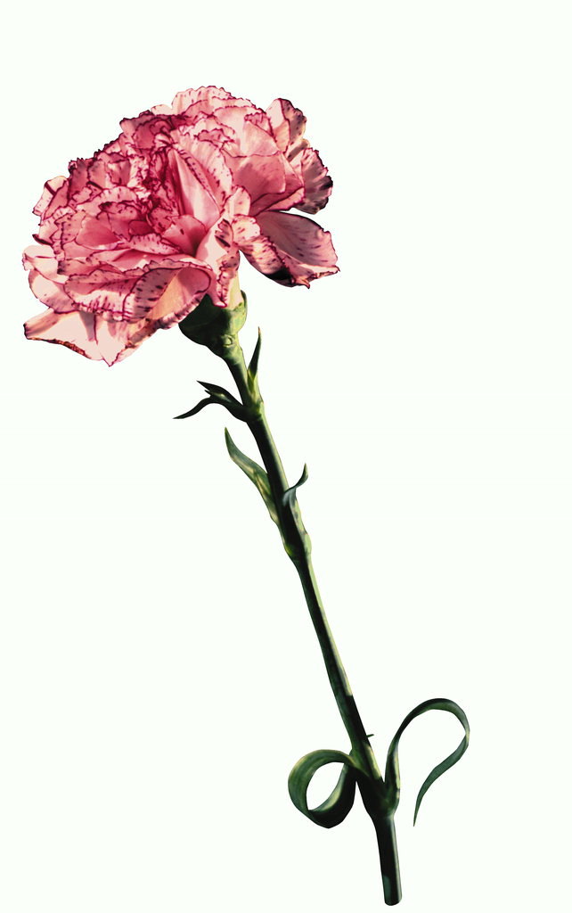 Hoa cẩm chướng màu hồng đỏ với mép trên dài chân.