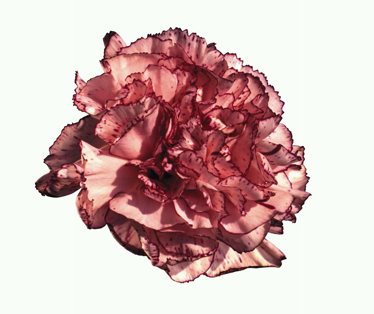 Bud của một màu hồng của Hoa cẩm chướng.