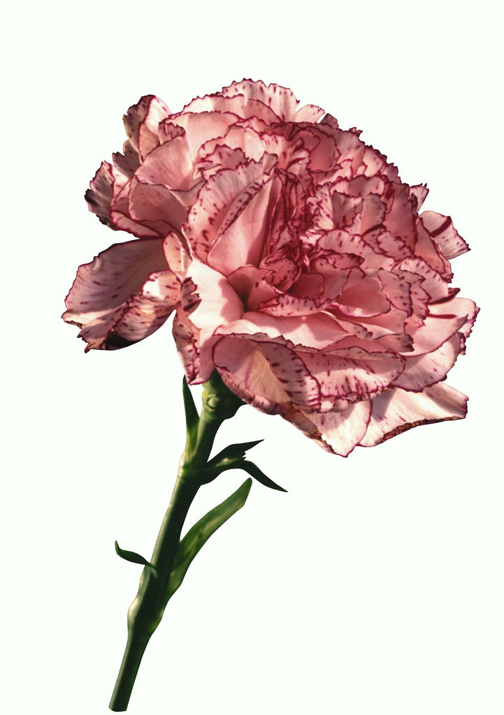 Carnation ar spožs sārta nokrāsa.