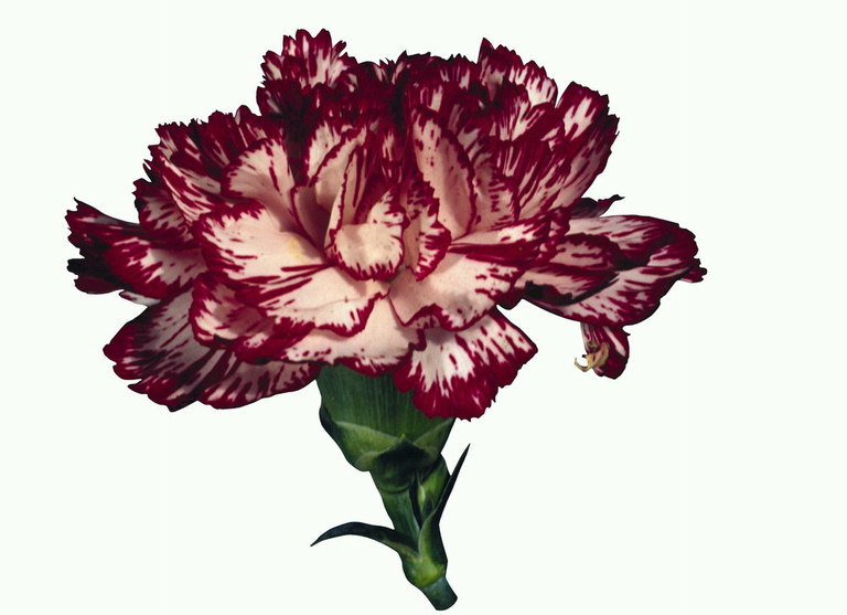 Carnation with dark burgundy-edged petals.