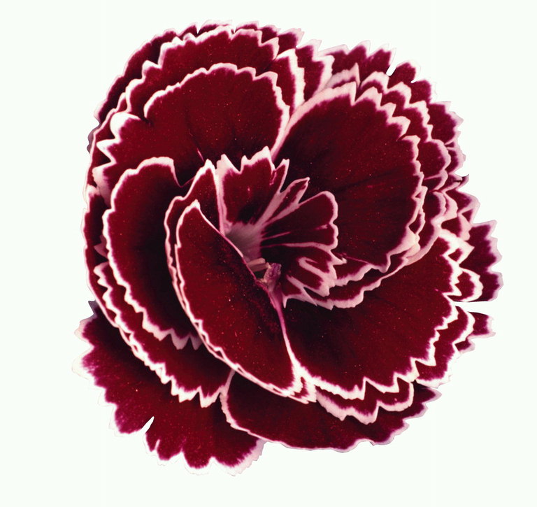 विभिन्न प्रकार के carnations.