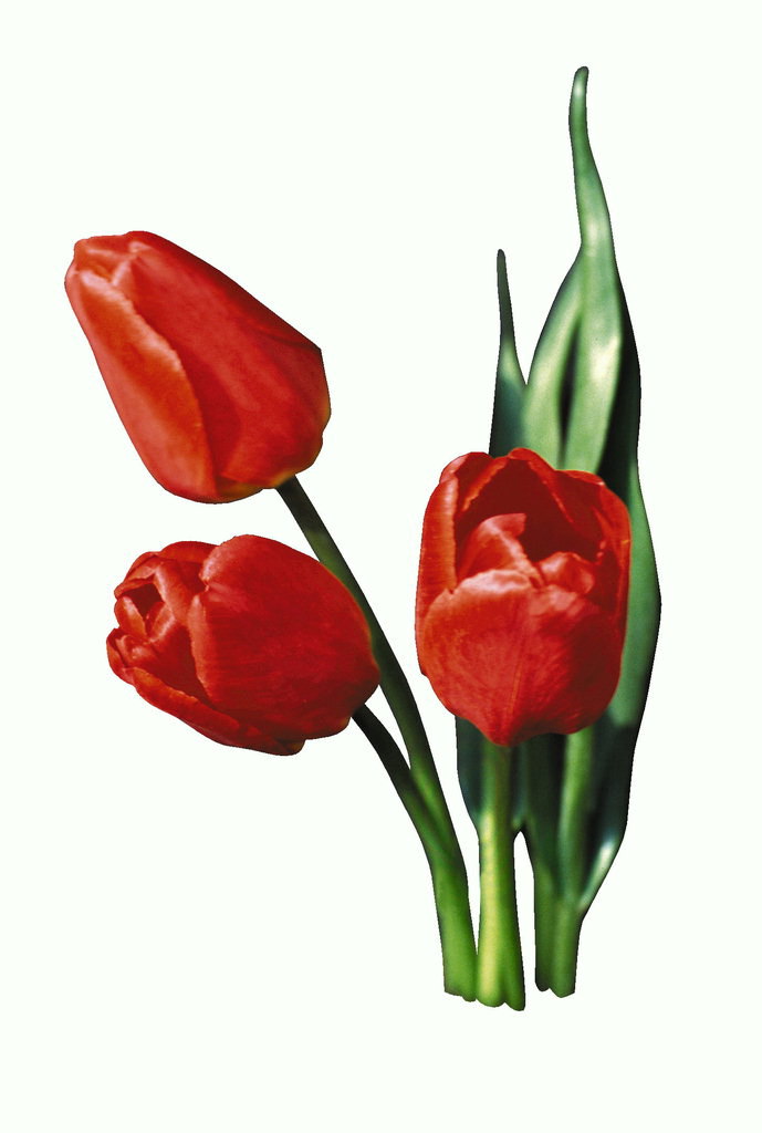 The composition of the three tulips.