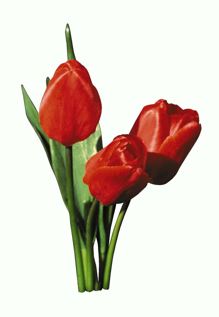 Červené tulipány.
