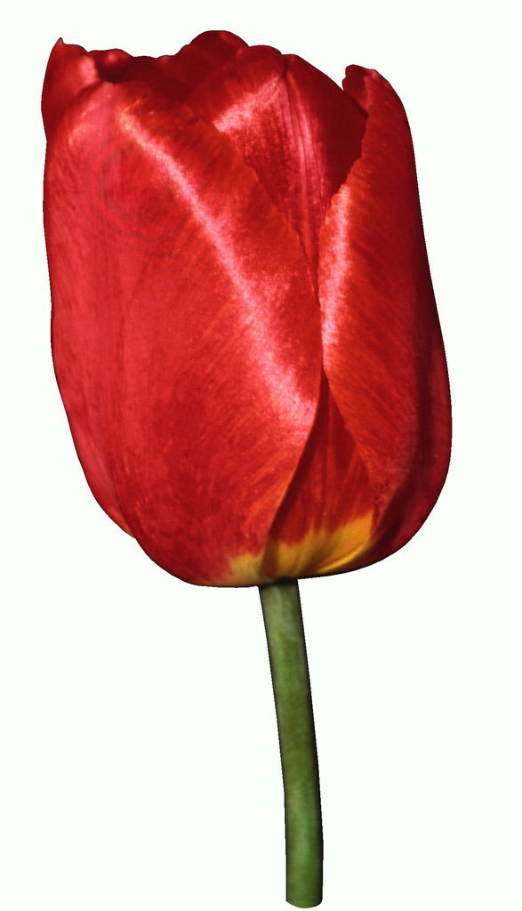 Den røde tulipan på en kort stilk.