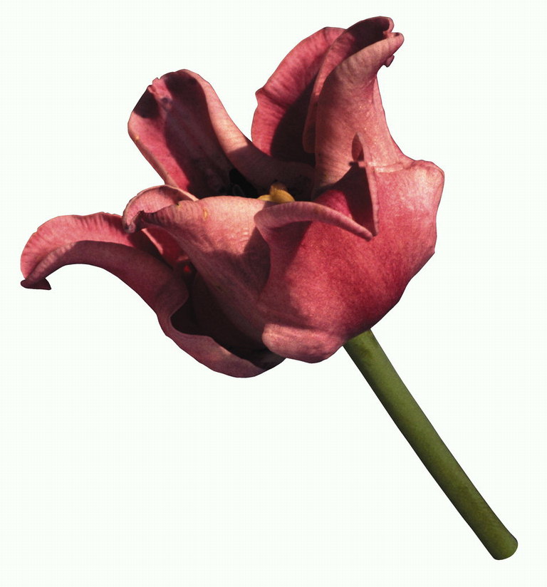 Tulip cihlové barvě.