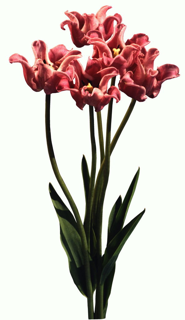 Një tufë lulesh e tulips të gjata këmbët.