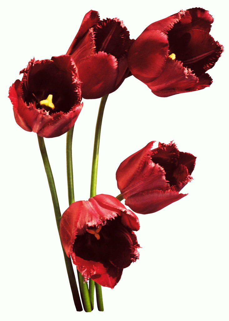 แดงหนึ่งช่อ tulips กับฝอยขอบของ petals.