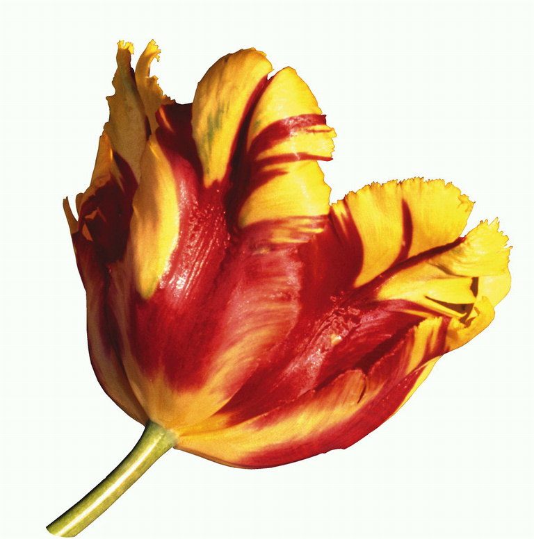 Red-orange tulipan.