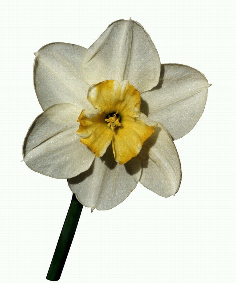Trắng Narcissus