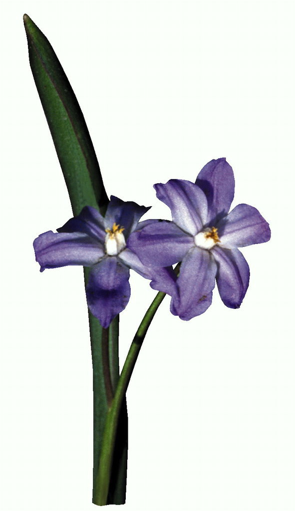 Purple floare pe un peduncul lung subţire.