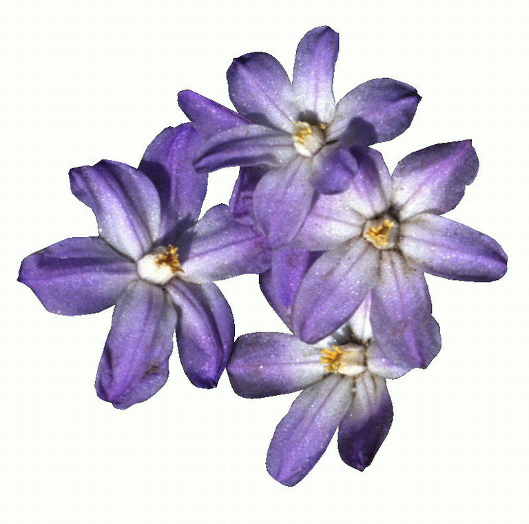 Composizione con cinque fiori lilla senza gambi.
