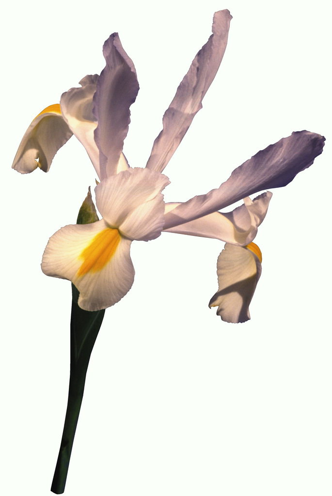 Pale lilac iris