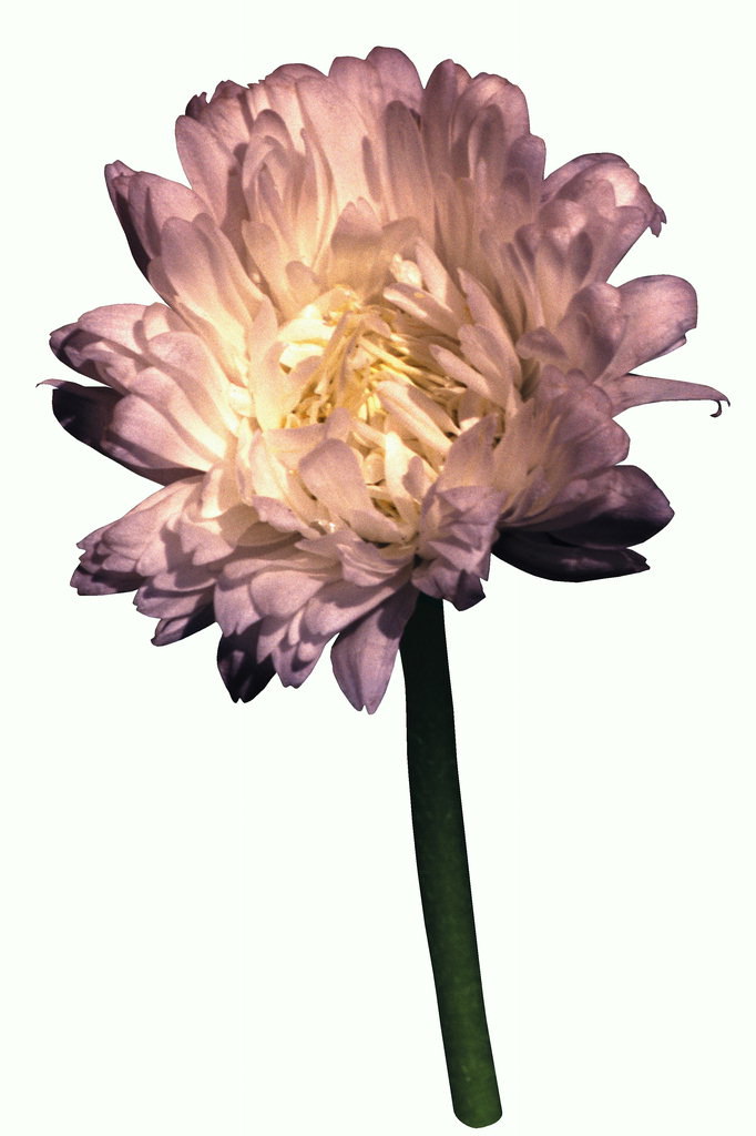 Chrysanthemum curt a la cama.