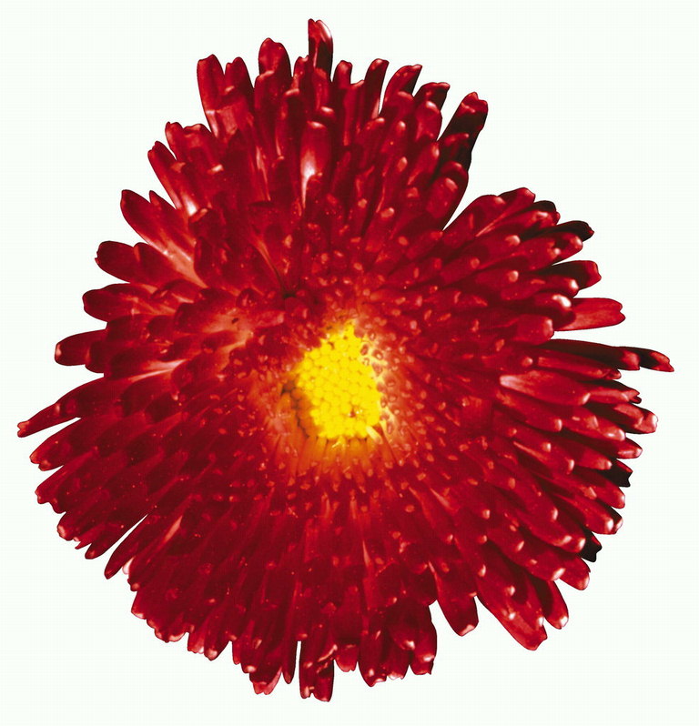Flower-rik rød