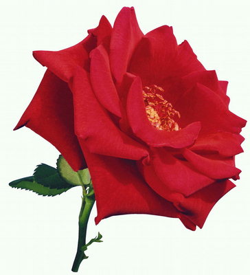 Bunga mawar merah dengan hati yang kosong dan tajam ujungnya.