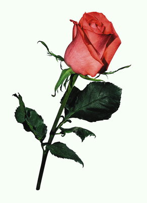 Роза красная с темно-зелеными листками.