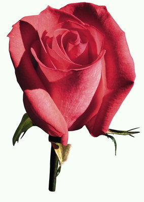 Rose rosse.