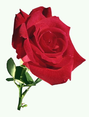 Квітка троянди з оксамитовим пелюстками.