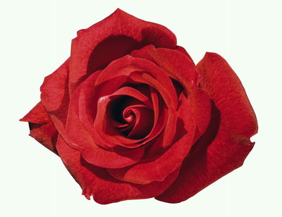 Огненно-красный цветок розы.