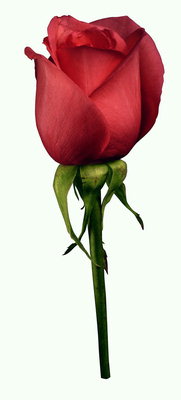 Crvena ruža s okruglih rubova ustalasati laticama.