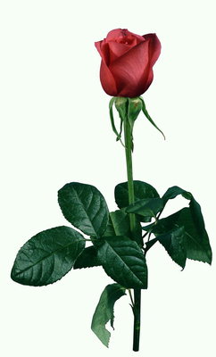 Rosa vermella amb grans fulles de color verd fosc.