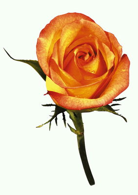 Hoa hồng cam với màu đỏ cạnh.