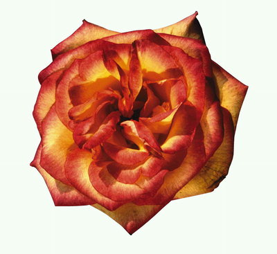 Роза с острыми волнистыми лепестками.