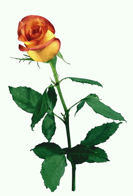 Oranžovo-červené růže s velkými listy a dlouhé nohy.