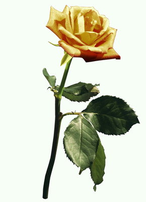 Rose amarela pálido.