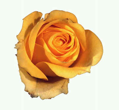 Orange Rose mit einer schwachen unteren Blütenblätter.