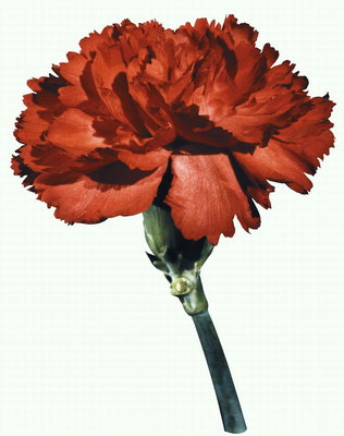 Hoa cẩm chướng màu đỏ trên một đoạn ngắn theo lén.