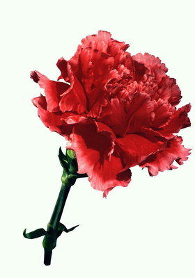Hoa cẩm chướng màu đỏ với undulate caïnh.