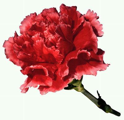 Hoa cẩm chướng.