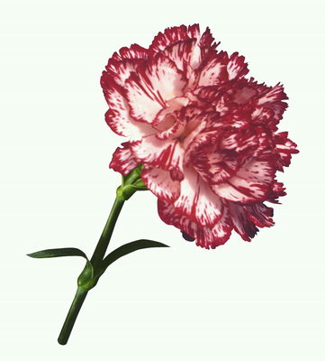 Hoa cẩm chướng tại chân ngắn.