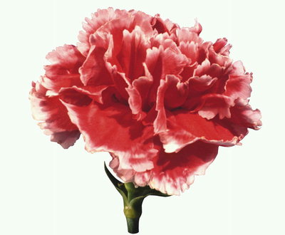 Hoa cẩm chướng tại chân ngắn.