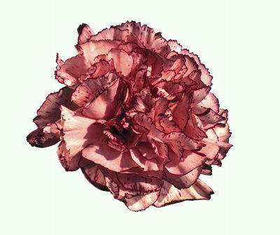 Bud of a pink carnation.