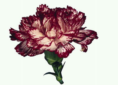 Carnation με σκούρο βουργουνδία γωνίες πέταλα.