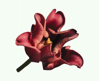 Con petali di rosa tulipano undulate.
