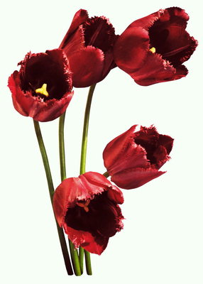 Ang isang pumpon ng pulang tulips sa fringed dulo ng Petals.